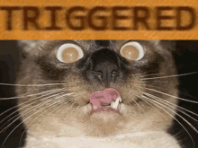 Triggered Cat GIF - Triggered Cat Meow GIFs