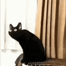 Distorted Cat Meme Distortion GIF - Distorted Cat Meme Distortion Cat GIFs