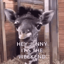 Baby Giraffe Weekend GIF - Baby Giraffe Weekend Lick GIFs