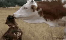 Cow Dog GIF - Cow Dog Lick GIFs