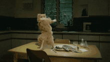 a cat is standing on its hind legs over a table with a plate of food on it