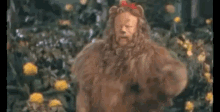 Cowerdly Lion GIF