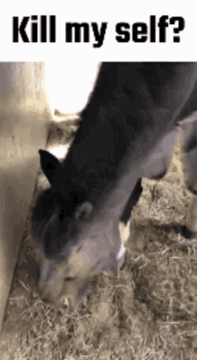 a horse is eating hay in a stable with the words `` kill my self '' on the bottom .