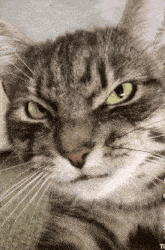 a close up of a cat 's face with the number 3 on the bottom