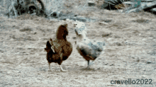 You Lookin At Me Rooster GIF - You Lookin At Me Rooster Banty Rooster GIFs