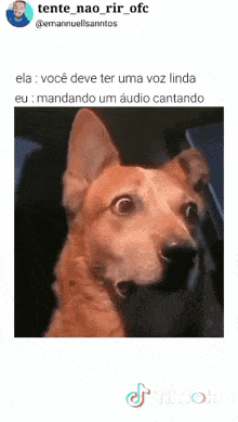 a picture of a dog with a caption that says " ela voce deve ter uma voz linda eu : mandando um audio cantando "