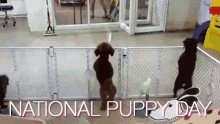 Happy Puppy Day GIF - Puppy Day Excited GIFs