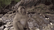 Monkey Monkey Vlog GIF - Monkey Monkey Vlog Monkey Selfie GIFs