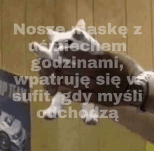 Cat Meme GIF - Cat Meme Polish GIFs