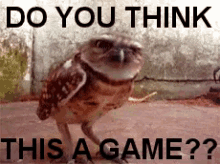 Owl Doesn'T Think This Is A Game -  Game GIF - Game Owl Do You Think This Is A Game GIFs