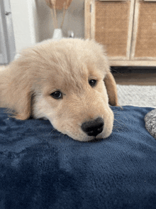 a small puppy laying on a blue blanket