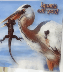 Bird Iguana GIF - Bird Iguana GIFs