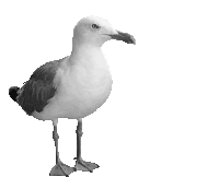 Bird Seagull Sticker