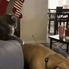 cat smacks dog funny poke punch hit in the face
