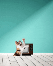 a calico kitten is playing with an old fashioned television