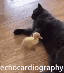 echocardiography echo omori echo cat cute cat