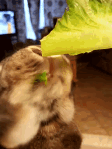 Rabbit Eating GIF - Rabbit Eating Lettuce GIFs