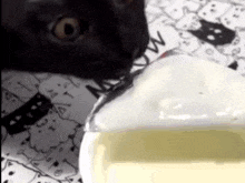 Cat Yogurt GIF - Cat Yogurt Eat GIFs