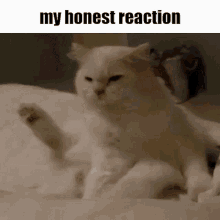 My Honest Reaction My Reaction To That Information GIF - My Honest Reaction My Reaction To That Information Cat Reaction GIFs