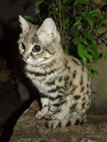 Cat Cute Cat GIF - Cat Cute Cat Big Eyes Cat GIFs