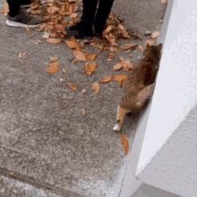 a cat laying on a sidewalk with leaves on it