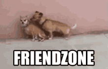 Friend Zone GIF - Friend Zone GIFs