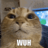 Cat Surprised GIF - Cat Surprised Weird GIFs
