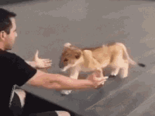 Hug Baby Lion GIF - Hug Baby Lion Aww GIFs