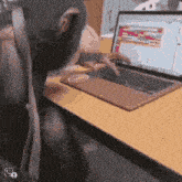 a chimpanzee is typing on a laptop at a table