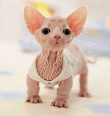 a hairless cat wearing a white shirt with a green embroidered logo on it