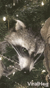Raccoon In A Christmas Tree Viralhog GIF - Raccoon In A Christmas Tree Raccoon Viralhog GIFs
