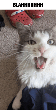 a picture of a cat with its mouth open and the words blahhhhhhhh below it