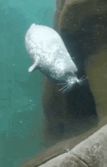 Smoosh Seal GIF - Smoosh Seal GIFs