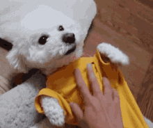 a white poodle wearing a yellow shirt is being petted by a person .