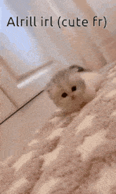a kitten is laying on a blanket with the words " alrill irl ( cute fr ) " on the bottom