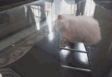 Hamster Cute GIF - Hamster Cute Recording GIFs