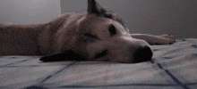 Hadassa Allison Zarya The Laika GIF - Hadassa Allison Zarya The Laika Dog Says Wake Up GIFs