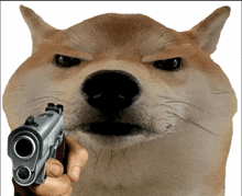 a dog with an angry look on its face is pointing a gun