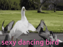Sexy Dancing GIF - Sexy Dancing Birds GIFs