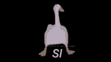 Si Duck GIF - Si Duck Walk GIFs
