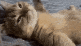 a cat is laying on its back on a bed and looking up at the camera .