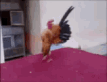 Proud French GIF - Proud French Rooster GIFs