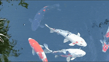 a group of fish are swimming in a pond with a blue sky in the background