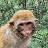 обезьяна мем GIF - обезьяна мем GIFs
