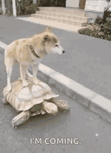 Turtle Dog GIF - Turtle Dog Piggyback Ride GIFs