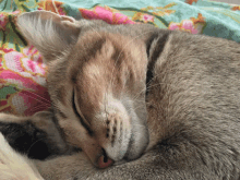 Nymbu Cat GIF - Nymbu Cat Sillybilly GIFs