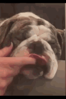 Dog Sleeping GIF - Dog Sleeping Tongue Out GIFs