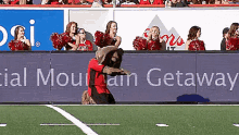 Calgary Stampeders Stampeders GIF - Calgary Stampeders Stampeders Ralph The Dog GIFs