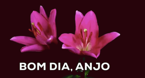 Bom Dia Meu Anjo / Flor / Dia GIF - Flower Good Morning My Angel Good  Morning - Discover & Share GIFs