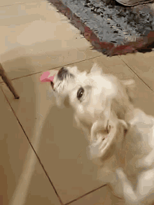 Air Licking Jack Russell GIF - Air Licking Jack Russell Moona GIFs